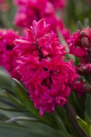 Hyacinthus orientalis 'Hollyhock', une jacinthe orientale parfumée avec des fleurs cerise doubles inhabituelles portées en mars et avril.