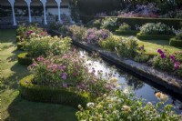 Le jardin de la Renaissance à David Austin Roses avec des haies de buis basses incurvées remplies de parterres de roses. Élément d'eau du canal étroit