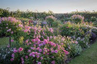 Le jardin du Lion à David Austin Roses avec un parterre de roses dont Rosa 'Princess Alexandra of Kent' syn. 'Ausmerchant' et Rosa 'Harlow Carr' syn. 'Aushouse'