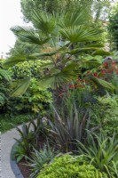 Un parterre central est planté de palmier Trachycarpus wagnerianus, buis, phormiums, eucomis et crocosmia.