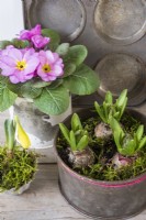 Bulbes de jacinthes, narcisses et primevères roses affichés dans de vieilles boîtes de cuisine
