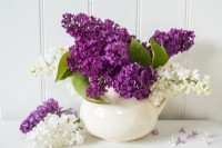 Syringa vulgaris - fleurs lilas blanches et violettes coupées disposées dans un pichet en porcelaine blanche sur fond blanc