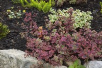 Sedum 'Firecracker', Sedum 'Lime Twister' - Stonecrop dans un parterre de fleurs de paillis noir bordé de rochers en été