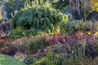 Chusquea gigantea , bambou dans le Dell Garden, les jardins de Bressingham. Novembre.