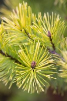 Pinus contorta Frisian Gold, Pin de plage. Conifère.