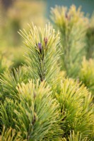 Pinus mugo 'Carsten's Wintergold', Conifère.