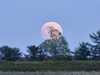 Pleine lune s'élevant au-dessus des arbres sur les marais de Norfolk