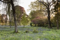 Bluebells ci-dessous des arbres à Enys garden, Cornwall au début de mai