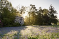 Le soleil du matin filtre à travers les arbres à côté d'un pré de jacinthes des bois au jardin d'Enys, Cornwall au début de mai
