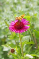 Echinacea 'Delicious Candy' au papillon Virgule - Juillet