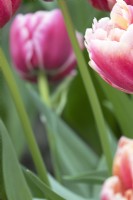 Tulipa Vérone Sunrise