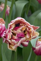Tulipa Vérone Sunrise
