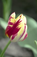 Tulipe Grande Perfection