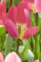 Tulipa Léger et Rêveur