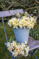 Mélange de bouquets blancs et jaunes de Narcisse, d'hellébores et de fleurs affichés dans un seau en émail bleu pâle sur une chaise en bois bleue