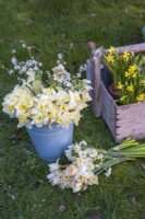 Bouquets de narcisses blancs et jaunes avec des hellébores et des fleurs de prunus affichés dans un seau en émail bleu pâle et sur l'herbe