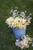 Bouquets de narcisses blancs et jaunes avec des hellébores et des fleurs de prunus affichés dans un seau en émail bleu pâle et sur l'herbe