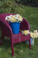 Bouquets de Narcisse blancs, jaunes et abricots mélangés affichés dans un seau en émail bleu et sur une chaise rouge vintage