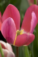 Tulipa Léger et Rêveur