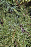 Juniperus squamata 'Tapis Vert' sens Genévrier.