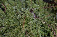 Juniperus squamata 'Tapis Vert' sens Genévrier.