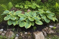 Hosta 'Sagae', Matteuccia struthiopteris - Fougère autruche, Astilboides tabularis dans un parterre de fleurs bordé de roche dans le jardin de la cour au printemps