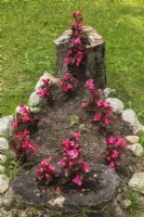 Begonia X semperflorens poussant dans un parterre de fleurs bordé de roche et dans la cavité d'Acer saccharum - souche d'arbre d'érable à sucre en été
