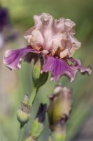 Grand iris barbu 'Annabelle Rose' - Hybridizer Schreiner, 2010