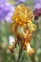 Historique Tall Bearded Iris 'Chinquapin' - Hybridizer James Gibson, 1959