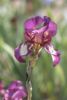Historique Tall Bearded Iris 'Raspberry Ribbon' - Hybridateur Robert Schreiner, 1951