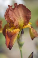 Historique Tall Bearded Iris 'Sunset Blaze'. Hybridizer: Rudolph Kleinsorge, 1948)