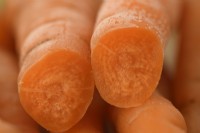Daucus carota 'Little Finger' Carottes fraîchement cueillies lavées une coupe en deux Septembre