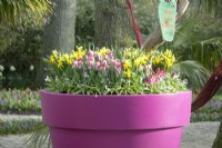 Pot rempli de tulipes et de jonquilles et plaque signalétique colorée sur la branche. Hamac suspendu dans les arbres.