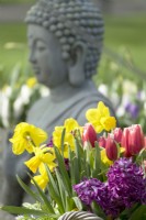 Jonquilles, tulipes et jacinthes dans le panier. Sculpture de Bouddha.