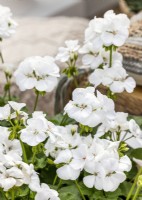 Pelargonium zonale Pinto Premium White, été août