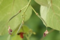 Phaseolus coccineus 'Polestar' Jeune haricot d'Espagne formant août