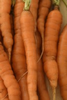Daucus carota 'Little Finger' Carottes fraîchement cueillies lavées Septembre