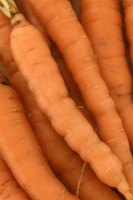 Daucus carota 'Little Finger' Carottes fraîchement cueillies lavées Septembre