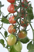 Solanum lycopersicum 'Pink Grape' Tomates cerises Fruit mûrissant Syn. Lycopersicon esculentum Août