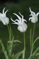 Tulipa 'Santé' - Avril