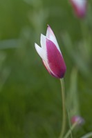Tulipa 'Bâton de Menthe Poivrée' - Avril