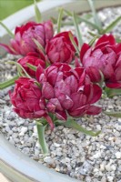 Tulipa humilis 'Tête-à-Tête' - Mars