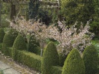 Topiaire Buxus taillé et Prunus nipponica 'Brilliant'