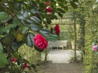 Camellia japonica encadrant un coin salon pavé