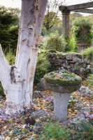 Conteneur de cyclamen à côté d'un bouleau à tiges blanches dans le jardin de John Massey en octobre.