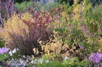 Parterre mixte au jardin de John Massey en octobre avec arbustes, nérines et cyclamen.
