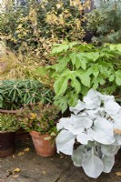 Arrangement de pots avec des plantes à feuillage dans le jardin de John Massey en octobre.