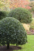 Des houx taillés dans le jardin de John Massey en octobre.