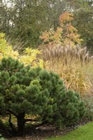 Parterre de plantes à feuillage dont pin et miscanthus en octobre.
