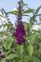 Buddleja davidii 'Sugar Plum', arbuste aux papillons, fleurit à partir de juillet. Un cultivar élevé par le propagateur Longstock, Peter Moore.